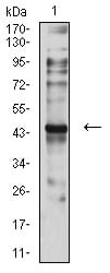 CD197
