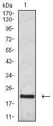CD3G