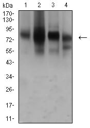 CD44