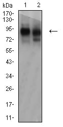 CD44