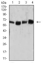 CD66A