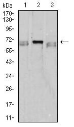 CD42B