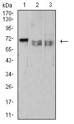 CD42B