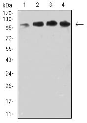 CD106