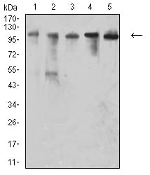 CD106