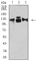 CD49C