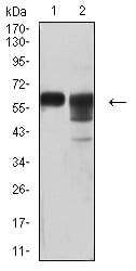 CD46
