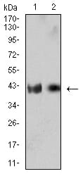 CD132