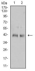 CD132