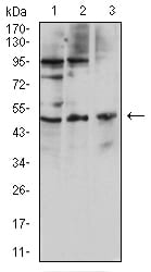 CD127