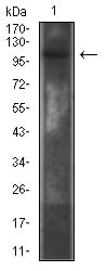 CD130