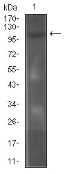CD130