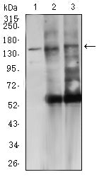 CD45R