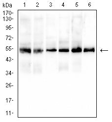 CD43