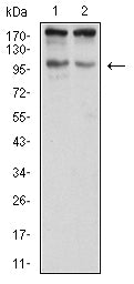SALL4