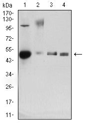 CD34