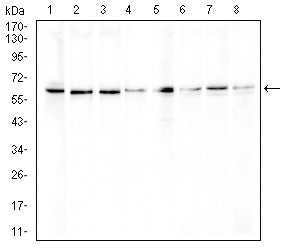 ERCC1