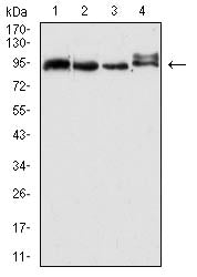CD338