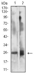 CD337