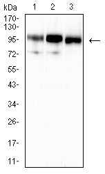 CD10