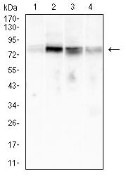 CD79A