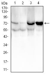 CD105