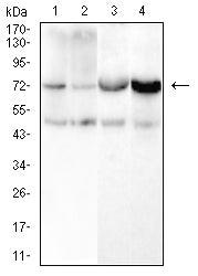 CD105