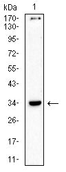 CD157