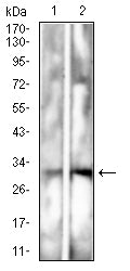 CD157