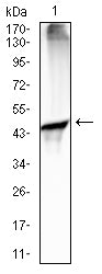 CD88