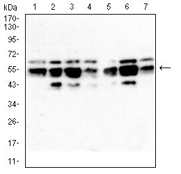 IRF3