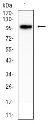 CD54