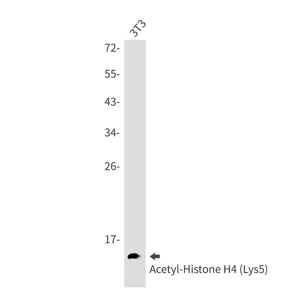 Acetyl-Histone H4 (Lys5)