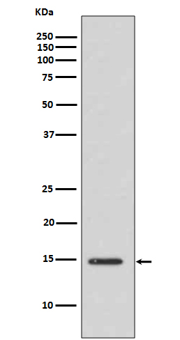Acetyl-Histone H3 (Lys14)