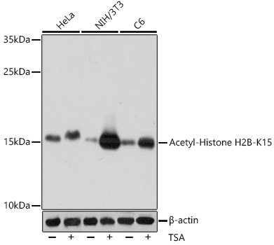 Acetyl-Histone H2B (Lys15)
