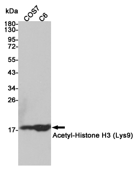 Acetyl-Histone H3 (Lys9)