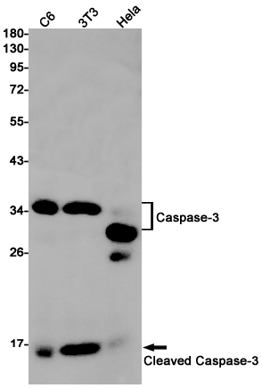 Cleaved-Caspase 3 p17