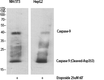 Cleaved-Caspase 9