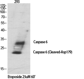 Cleaved-Caspase 6 p18