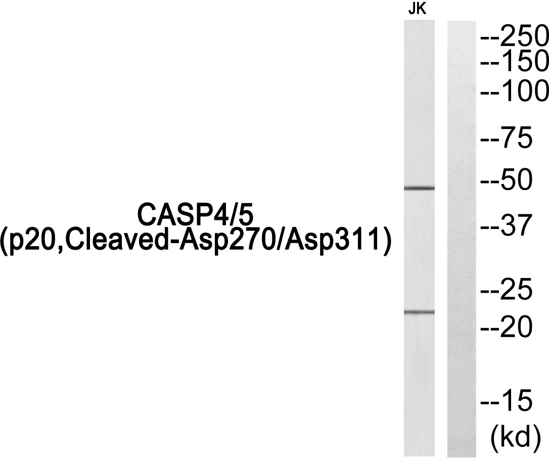 Cleaved-Caspase 4/5 p20