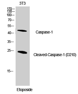Cleaved-Caspase 1