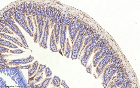 Rabbit Polyclonal Antibody to Cleaved-Caspase 3 p17