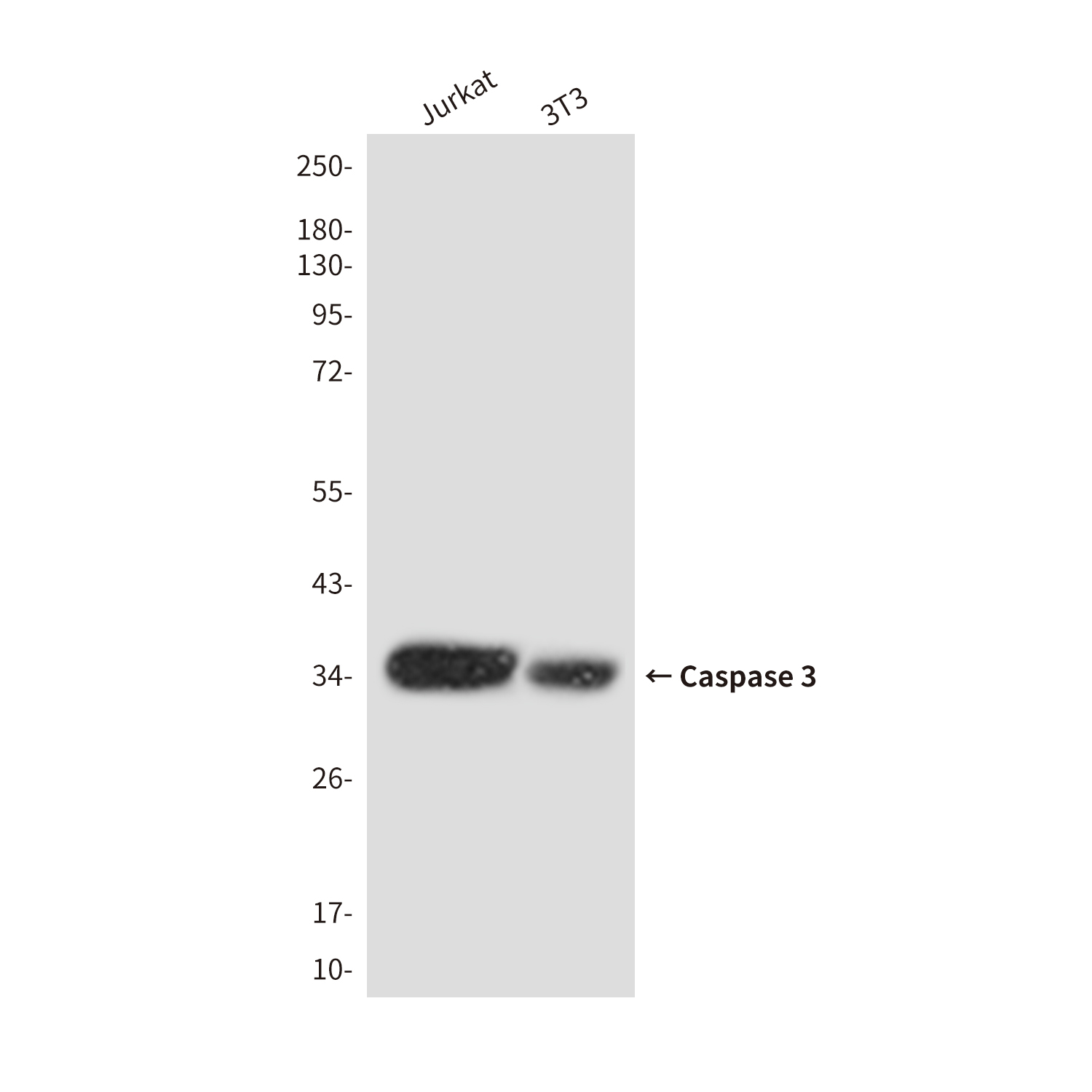 Cleaved-Caspase 3 p17
