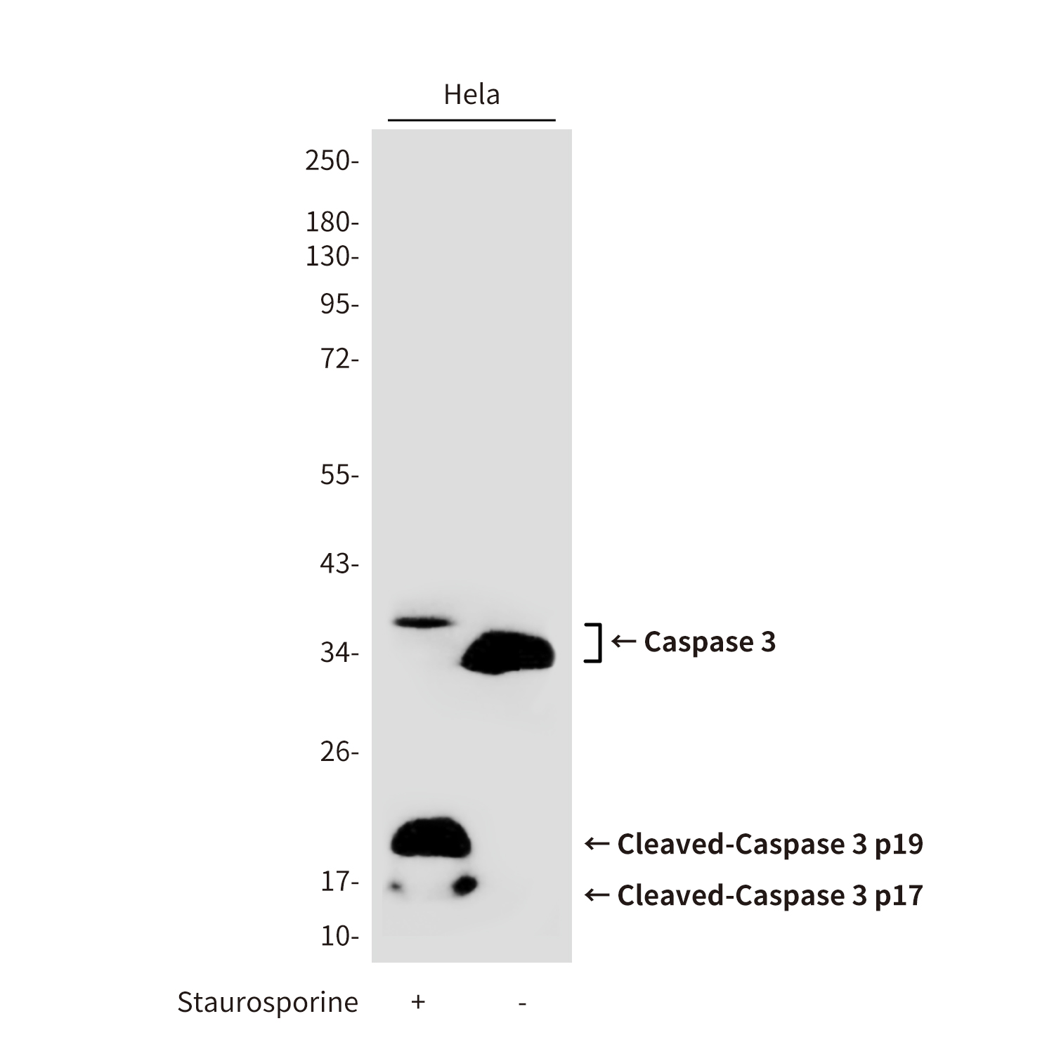 Rabbit Polyclonal Antibody to Cleaved-Caspase 3 p17