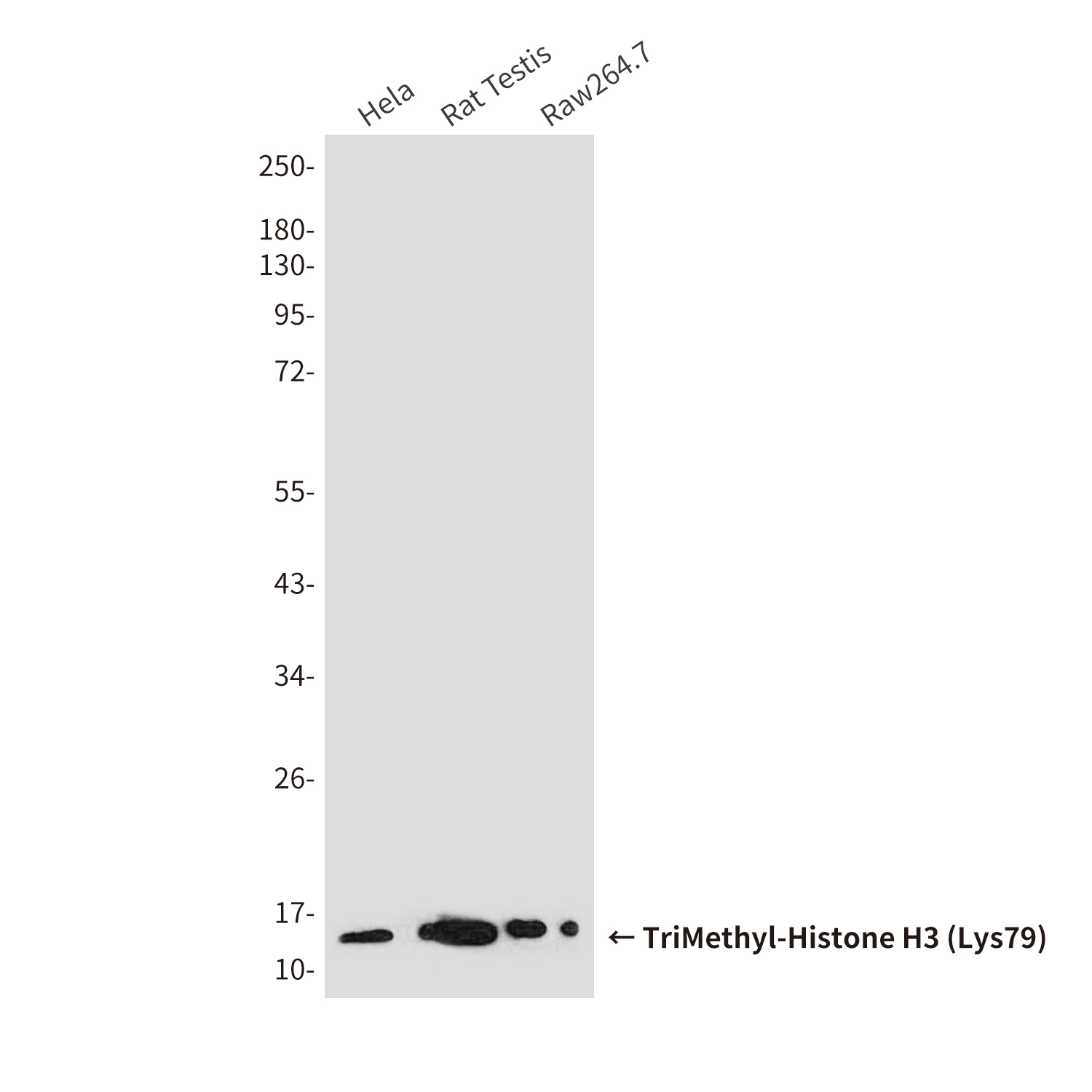 TriMethyl-Histone H3 (Lys79)
