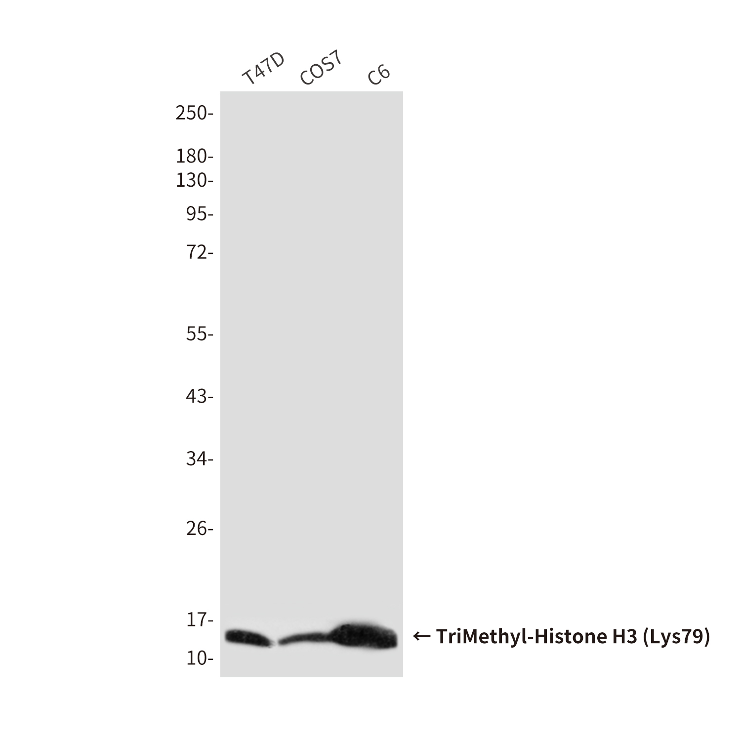 Mouse Monoclonal Antibody to TriMethyl-Histone H3 (Lys79)