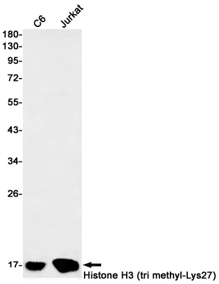 TriMethyl-Histone H3 (Lys27)