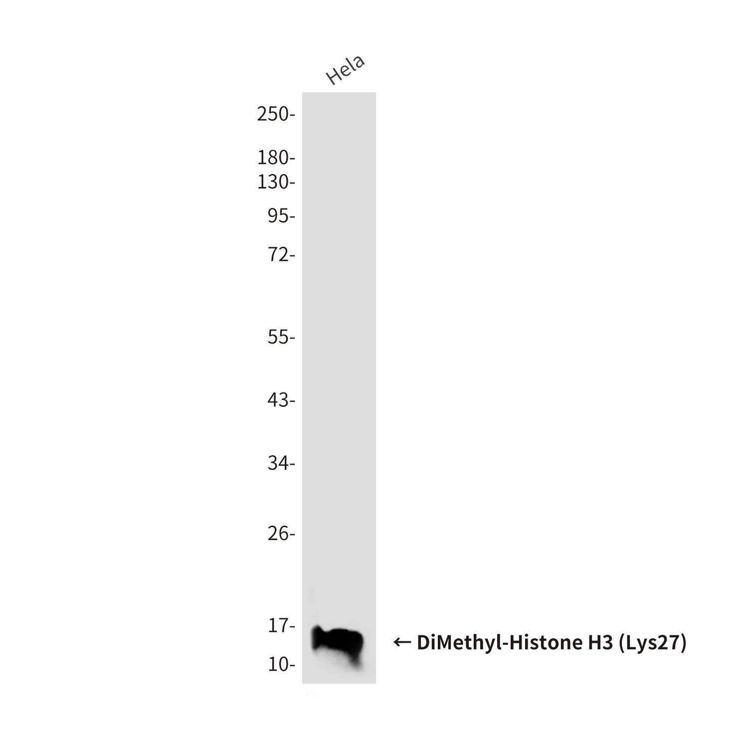 DiMethyl-Histone H3 (Lys27)