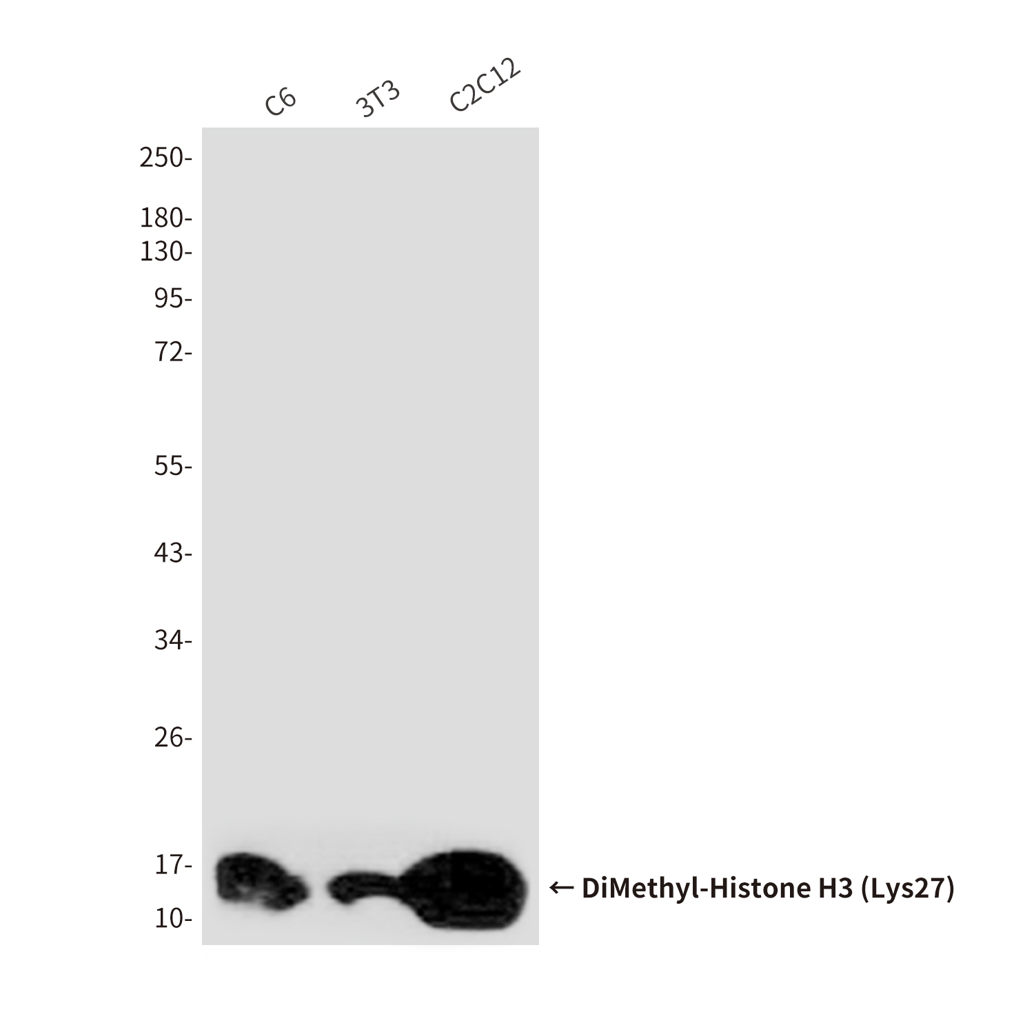 Mouse Monoclonal Antibody to DiMethyl-Histone H3 (Lys27)