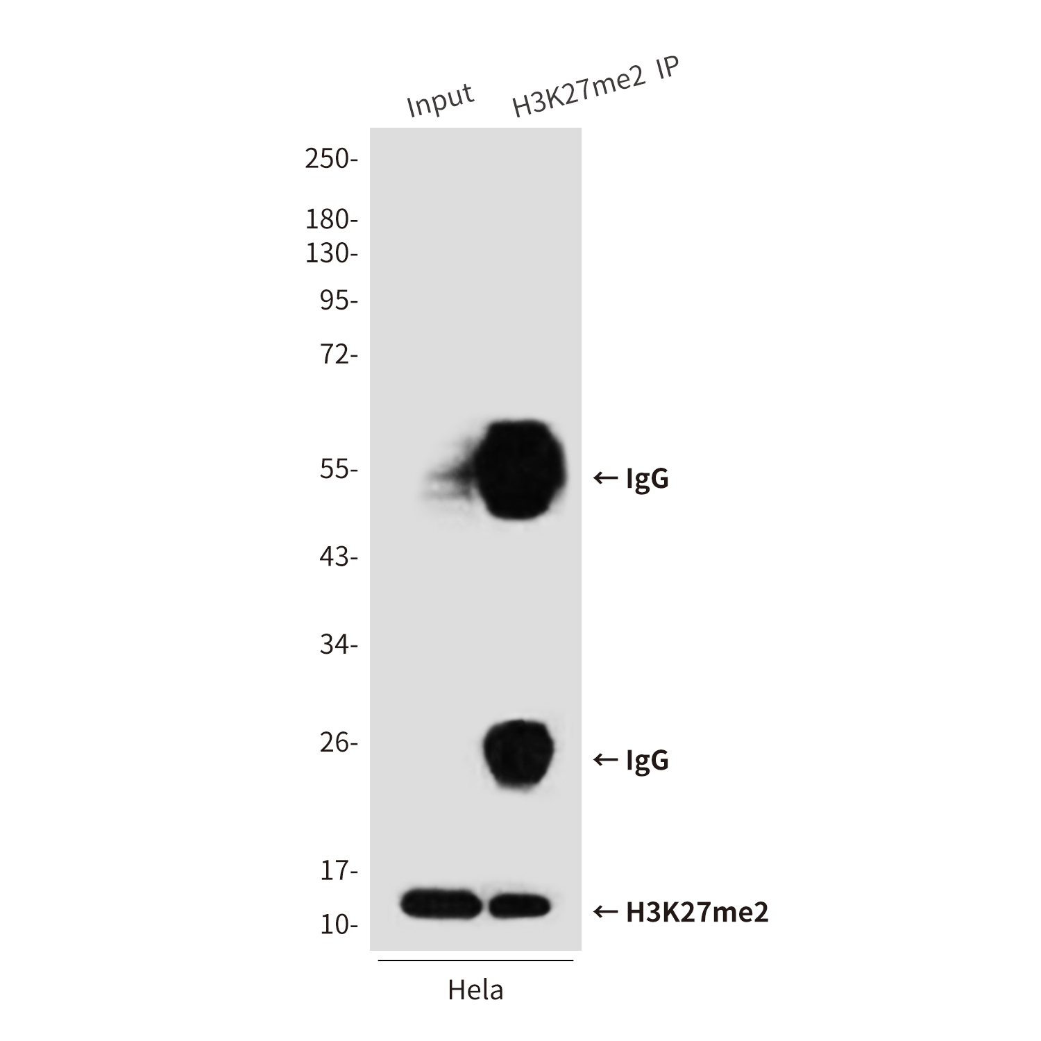 Mouse Monoclonal Antibody to DiMethyl-Histone H3 (Lys27)